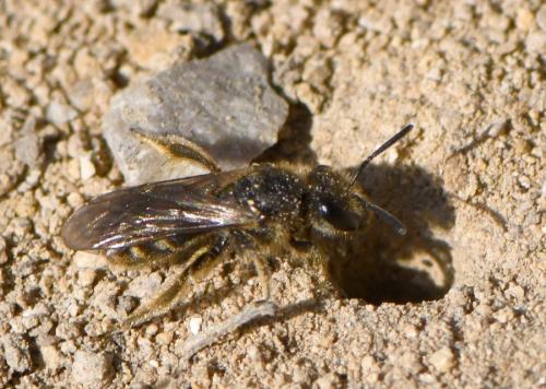 Lasioglossum sp.